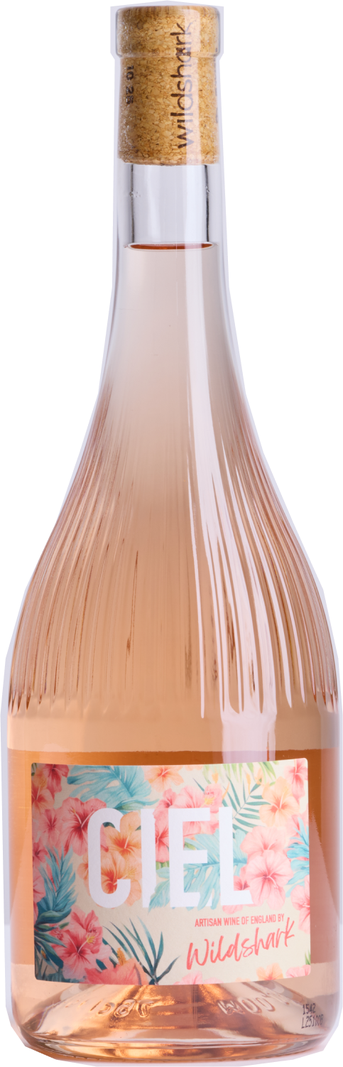 Wildshark, Ciel Rose, 2024